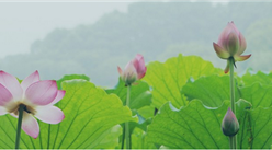 文化旅游消費增幅勢頭強勁 2019年春節杭州實現旅游總收入61.02億（附圖表）