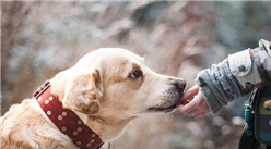 愛犬被拔17顆牙 2019寵物醫療行業發展現狀分析（圖）