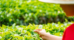 2019年中國十大生態產茶縣：湖南省2縣上榜（附榜單）