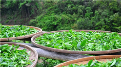 2019年中國茶業最受消費者認可的十大品牌出爐：這些茶葉品牌最受消費者認可！
