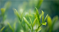 《關于促進廣西茶產業高質量發展的若干意見》印發 2025年全區茶園面積發展到200萬畝左右