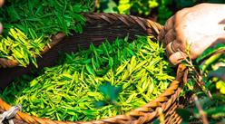 中國茶葉七大種類基本概況及四大茶葉產區分布情況分析（附茶葉百強縣）