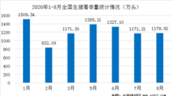 2020年1-8月全國生豬屠宰數據統計分析：前8月生豬屠宰量為8575.17萬頭