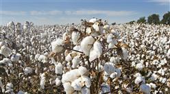 中國棉花產量及進口情況分析：新疆棉花產量占全國87.3%（圖）