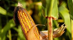 2021年9月2日全國各地最新玉米價格行情走勢分析