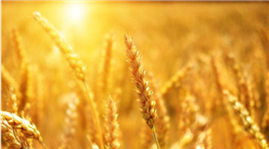 2022年7月中國糧食出口數據統計分析