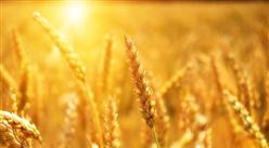 2022年8月中國糧食進口數據統計分析
