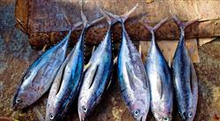 2023年1-2月中國凍魚進口數據統計分析：進口量同比下降5.8%