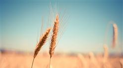 2023年7月中國糧食進口數據統計分析：累計進口量同比增長5.3%