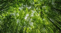 2023年中國竹加工產業鏈圖譜研究分析（附產業鏈全景圖）