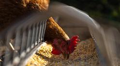 2024年9月全國飼料產量數據統計分析